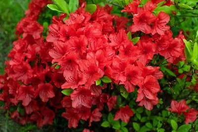 SEEDVILLE USA 10 RED CUMBERLAND AZALEA Rhododendron Cumberlandense Bush Shrub Flower Seeds
