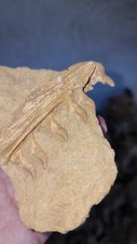 Authentic Mosasaur jaw from Morocco