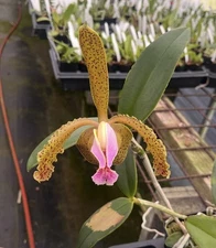 C. schofieldiana 'Jolly Green Giant' FCC/AOS x C. schilleriana 'Psyche' 4” Pot