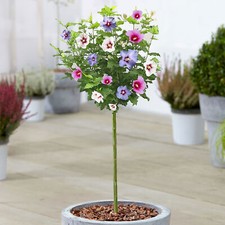 Hibiscus Tricolour Tree | Potted Deciduous Ornamental Trees for Small Gardens