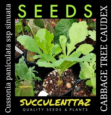 Cussonia paniculata ssp sinuata 10 x Seeds MOUNTAIN CABBAGE TREE CAUDEX BONSAI - image 1 of 4