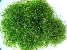 1 cup - Clean Chaeto Chaetomorpha - Macro Algae - packed With Pod