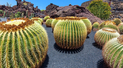 #ad 25 Golden Barrel Ball Cactus Seeds Echinocactus grusonii Flowering Cacti Plant $8.50