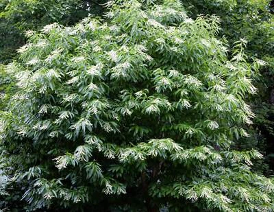 SEEDVILLE USA 50 LILY Of The VALLEY TREE Sourwood Sorrel Oxydendrum Arboreum Flower Seeds