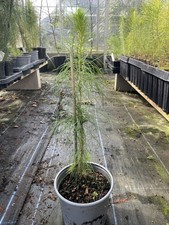 Monterey / Radiata Pine Tree | Pinus radiata Conifer Tree | 20/40cm | 2L Pot