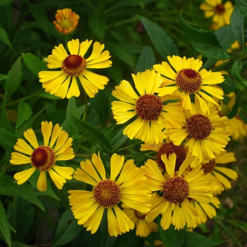 1000 Autumn Sneezeweed Wildflower Seeds - Everwilde Farms Mylar Seed Packet - Picture 3 of 3
