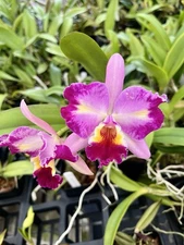 Cattleya Pot Aussie Rainbow 'Sweet Fragrance' x BIc Colourful Tokyo 'Fantasy’ 2”