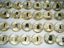 Beetle Insect Bug Specimen RINGS Size 6.5 (LOT OF 3) 