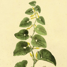 1828 Nees Esenbeck Big Hand-Colored Botanical Folio, ARISTOLOCHIA (Birthwort)