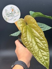 Anthurium Radicans x Luxurians - 4" Pot Live Plant - Free Shipping