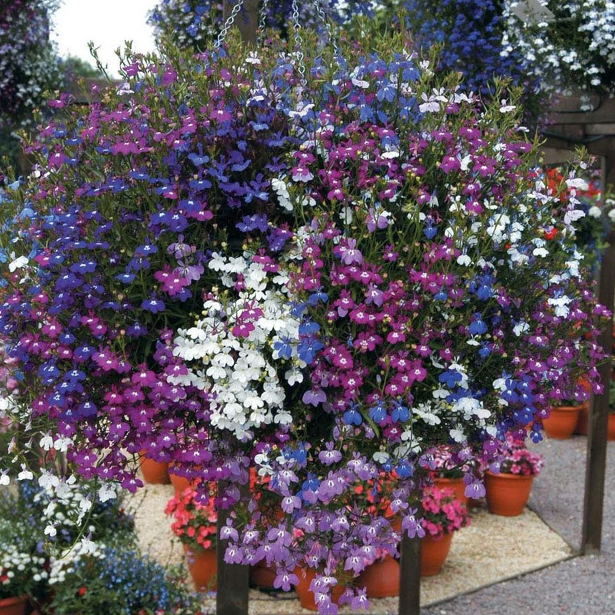 Lobelia hanging basket deals