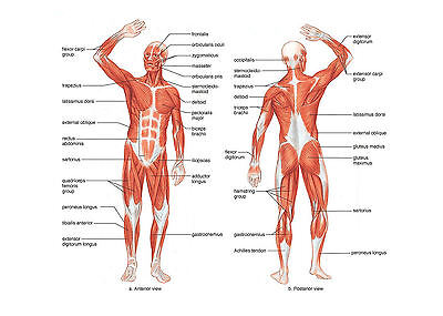 Plakat Muskel Layout Of The Mensch Korper Bild Anatomie Medizin Health Art Ebay