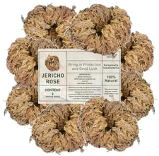Rose of Jericho Dried Plants - Rosa de Jerico Original, Dried Fern Like Scale Le