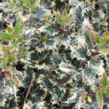 Ilex 'Ferox Argentea' 9cm Plant x2 -RHS AGM Hedgehog Holly Male Variegated Shrub