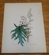 1852 COLOR Print/ORNAMENTAL PLANTS/CHINESE RHUBARB, or, RHEUM PALMATUM