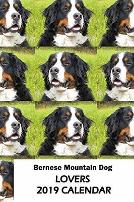 bernese mountain dog lovers