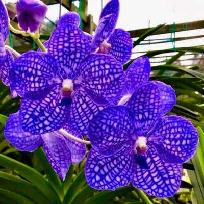 Vanda Perfect Blue Sky Net blühfähige Pflanze Orchidee Orchideen