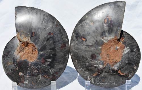 Large Black Ammonite Pair 187mm Deep Crystals XLARGE 7.4" 110myo fossil 3071xx - Picture 10 of 11