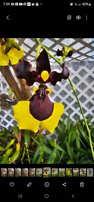 Gomesa Jiaho Queen 'Jia Ho' FCC/AOS. Blooming size miniature