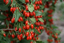 GOJIBERRY 400 Seeds, Cleaned Out Of Pods, Wolfberry,Lycium barbarum