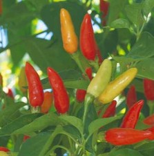 Pepper Hot Tabasco  250 seeds