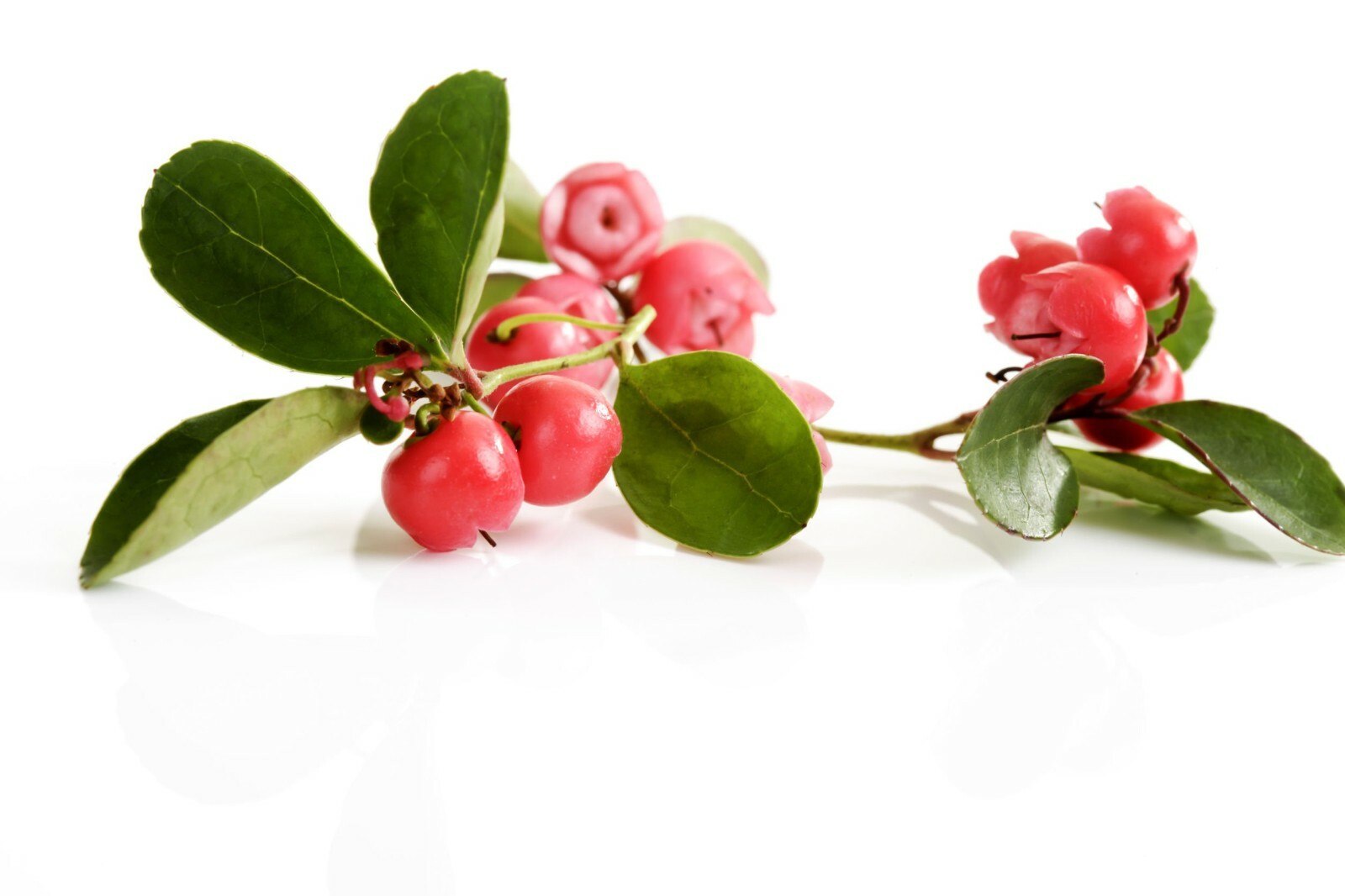 Wintergreen Essential Oil 100% Pure & Natural by Soapeauty