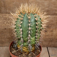 D3858 GYMNOCALYCIUM EURYPLEURUM 20 YEARS OLD pot16-H21-W14 cm MaMa Cactus