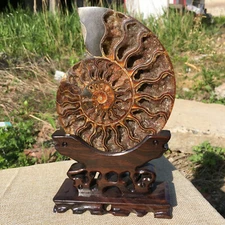 Natural ammonite fossil conch Crystal specimen healing+stand1PC 