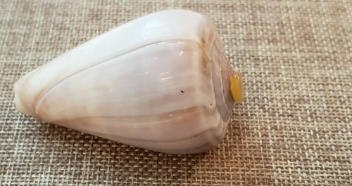 Conus Lloroisii 63 mm Madrás, sur de la India. 1989 ⭐ - Imagen 3 de 11