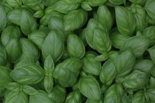 SWEET BASIL SEEDS - 200 Seeds - NON GMO - ORGANIC - HEIRLOOM SEEDS - Ships FREE 