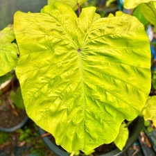 Colocasia Live Bulb Aurora Gold New Hybrid Free Phytosanitary Certificate