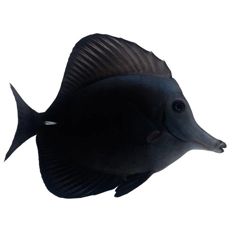 Long nose black tang not wysiwyg