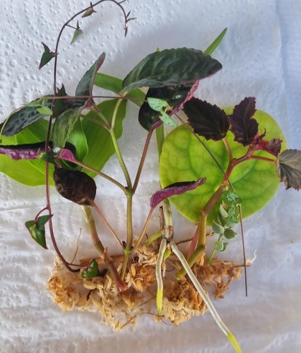 Indoor Plant Cuttings 5 Pack Collectors Philodendron Pothos Peperomia Begonia - Picture 1 of 5