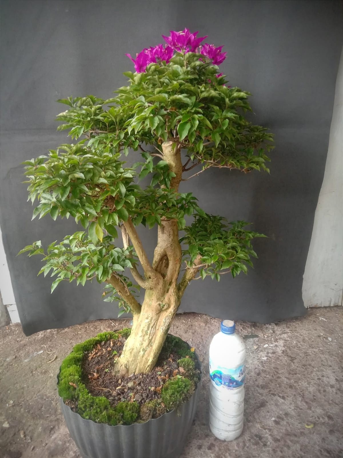 Bonsai Bougainvillea Galbra Live Plant with Unique Character