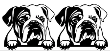 Peeking English Bulldog TWO 5" Black Vinyl Decal Car Window Laptop Notebook