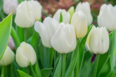 White Wedding Dress Darwin Hybrid Tulip Bulbs for Planting