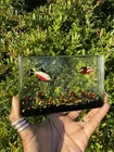 Vintage Cenedese Murano Barbini Aquarium Fish Art Glass Block 1950s