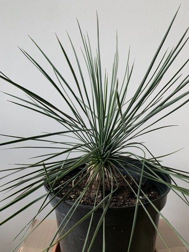 Yucca linearifolia ssp. Galeana Palme winterhart 53cm - Stamm 9cm - Bild 1 von 5