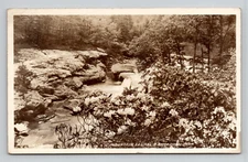 Mountain Laurel & Rhododendron Postcard - RPPC White Border (1947)