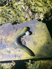 3 ct Live Bumblebee Millipede bioactive cleanup   (A.monilicornis)