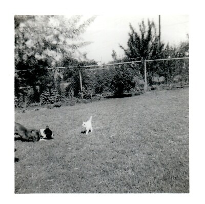 1950 Bulldog and White Kitten Playing in Grass Scared Cat Vintage Photo