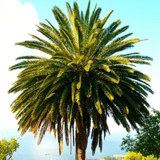 Canary Island Date Palm Tree Seeds - For 2025 Planting Phoenix Canariensis