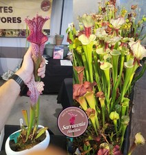 87) Sarracenia seeds 2025-2026 / carnivorous plants rare