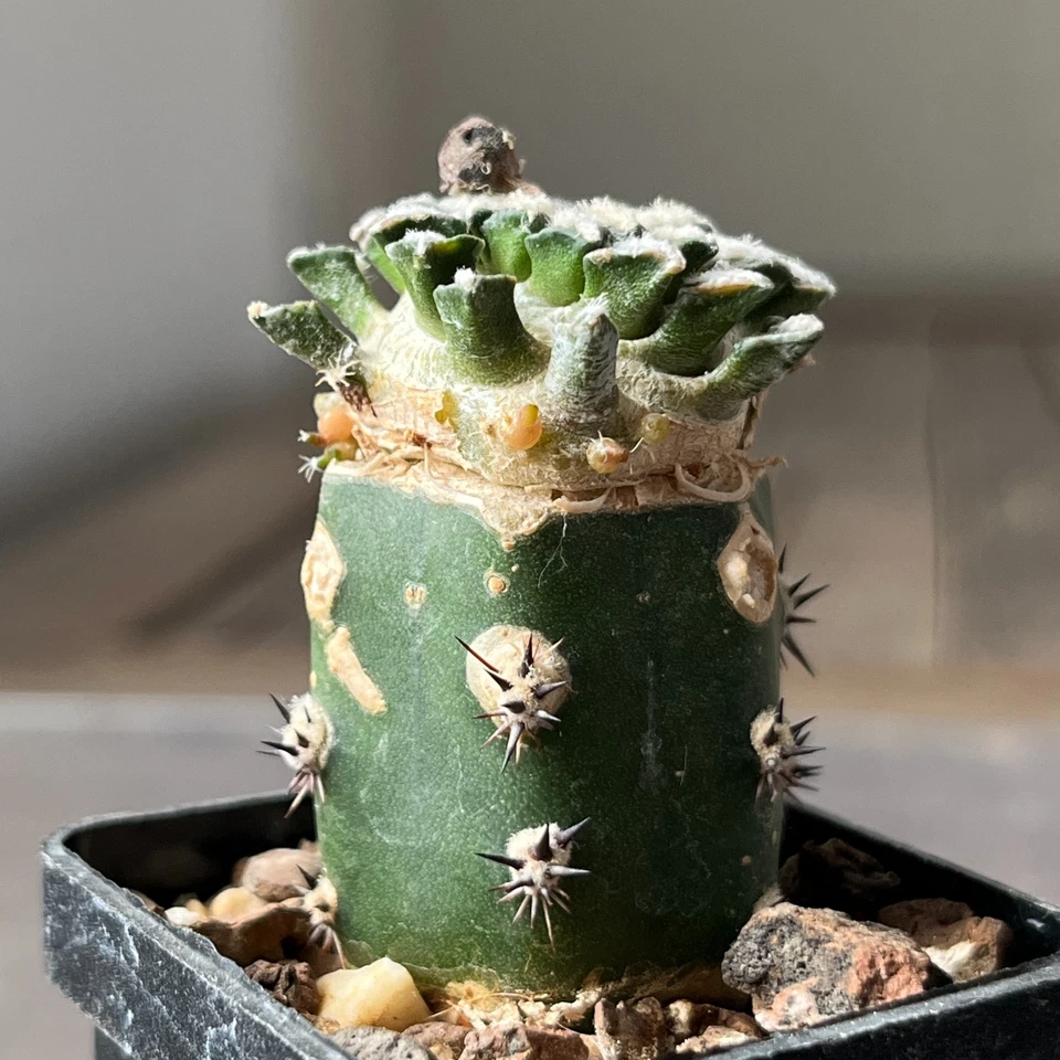 A13-1402 Cactus kotschoubeyanus VM526, Lucio Blanco, Coah, 4 piezas Foto 3 de 4