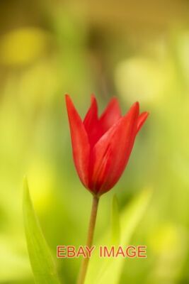 PHOTO  TULIP OSCAR   THE RED TULIP IS SAID TO BE THE SYMBOL OF PASSIONATE LOVE F