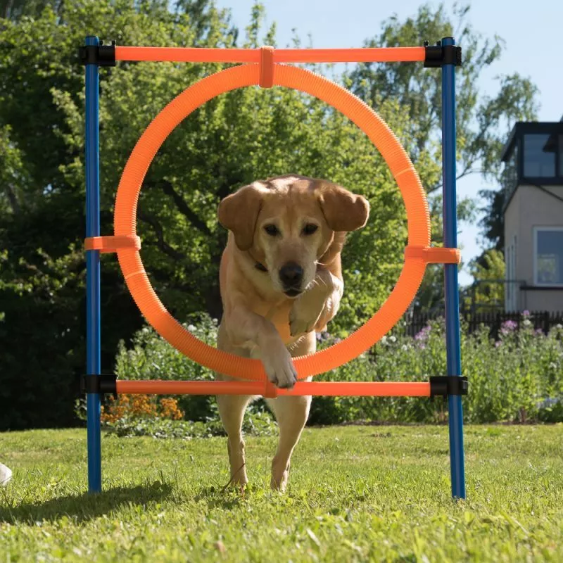 Agility fun cheap