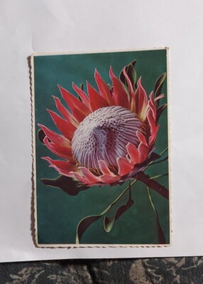 Postcard-Protea Cynaroides-The Giant-The King-Proeta Colour Prints (PTY) Ltd.