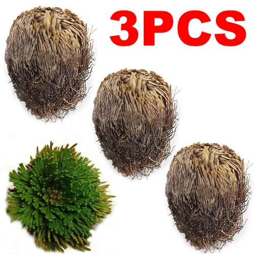 ROSE VON JERICHO, die Pflanze, die niemals stirbt Wunderpflanze Geschenkidee - Bild 13 von 14