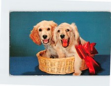 Postcard Red Ribbon Royalty A Cute Pair of Blond Cocker Spaniels