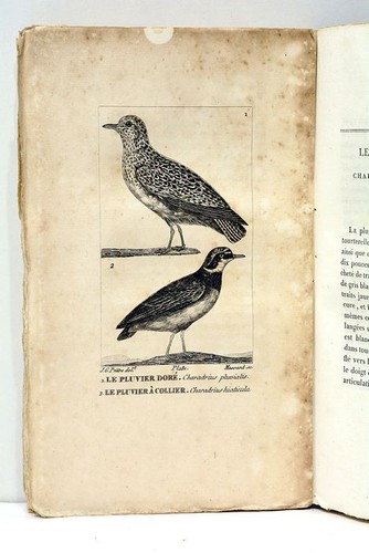 Histoire naturelle de BUFFON mise en nouvel ordre CUVIER Tome 32e Paris 1826 - Picture 7 of 8